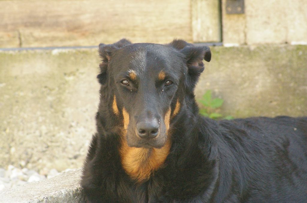 Ourka des Ganches de la Loire