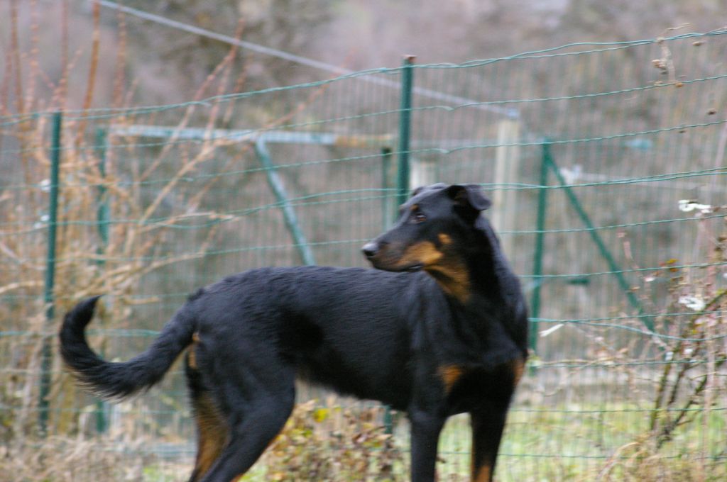 Ourka des Ganches de la Loire